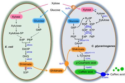 Development of a co-culture system for green production of caffeic acid from sugarcane bagasse hydrolysate